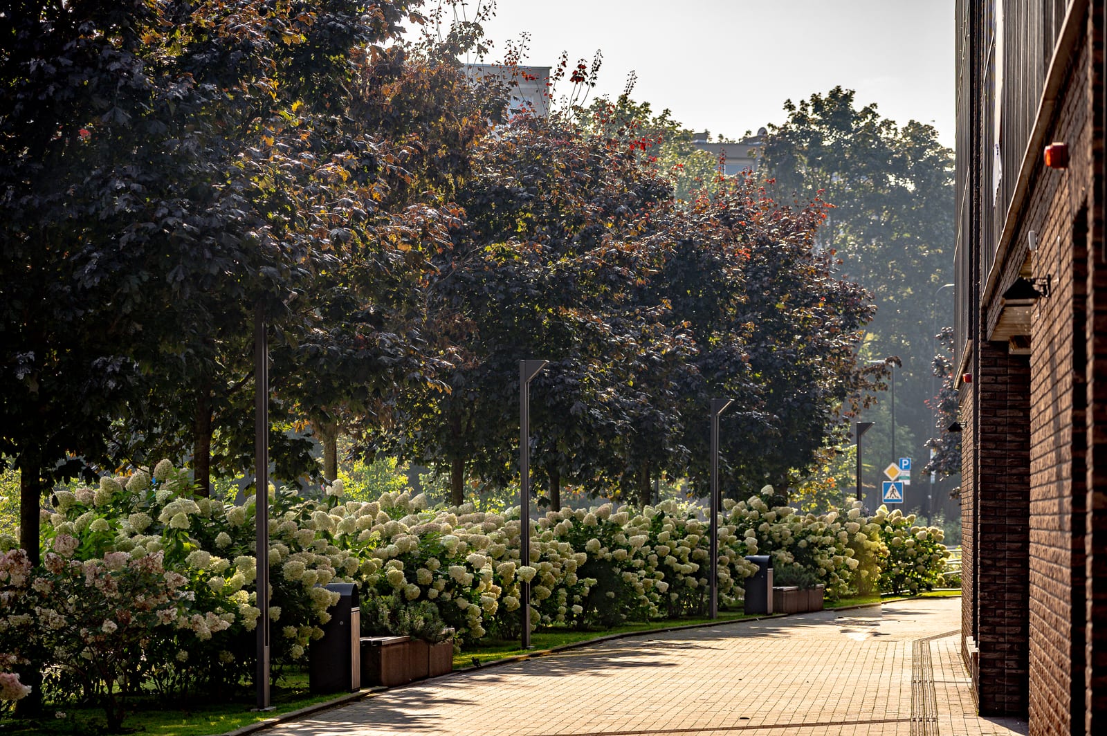 The planted walk beside the Vilnius building by SAVO: a brick-paved path, street lamps and a long bed of white hydrangeas